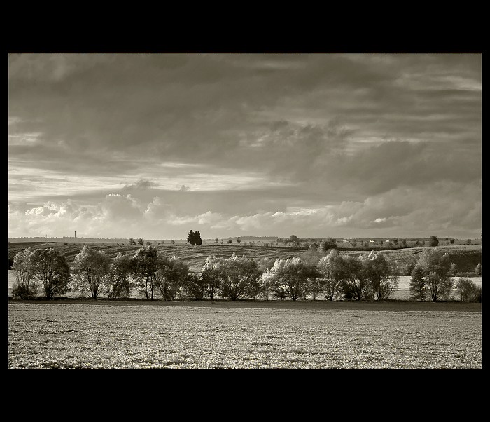 Rajská zahrada...bw verze
