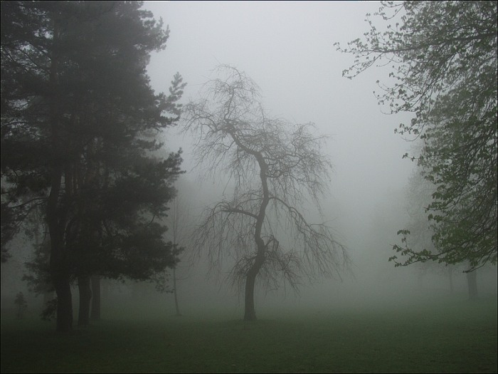 Břízka