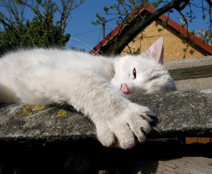 kocouří siesta