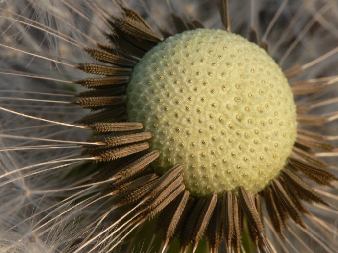 golfový míček