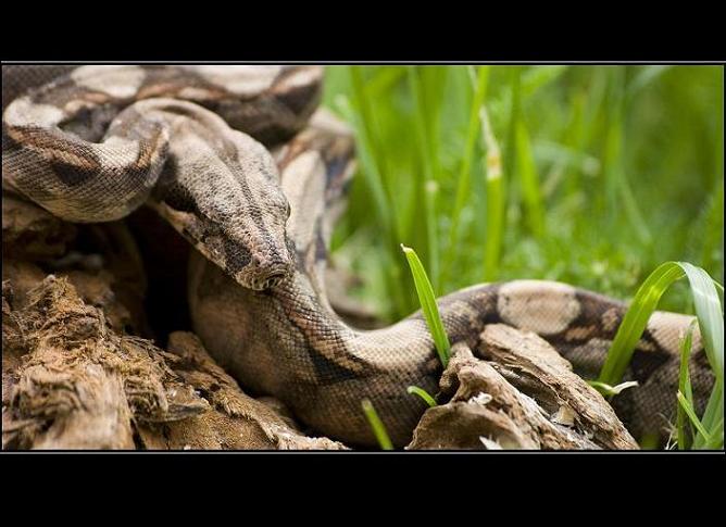 Boa constrictor
