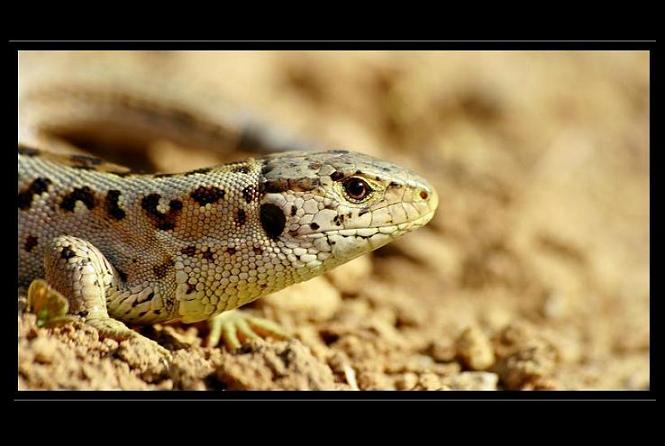 Lacerta agilis
