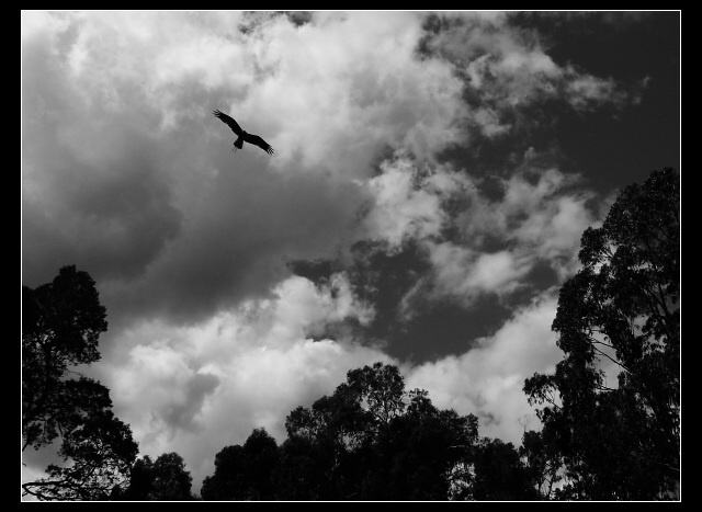Volnost...