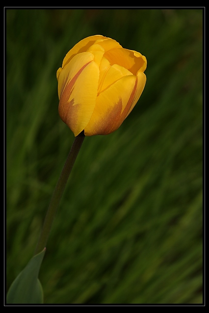 Žlutý tulipán