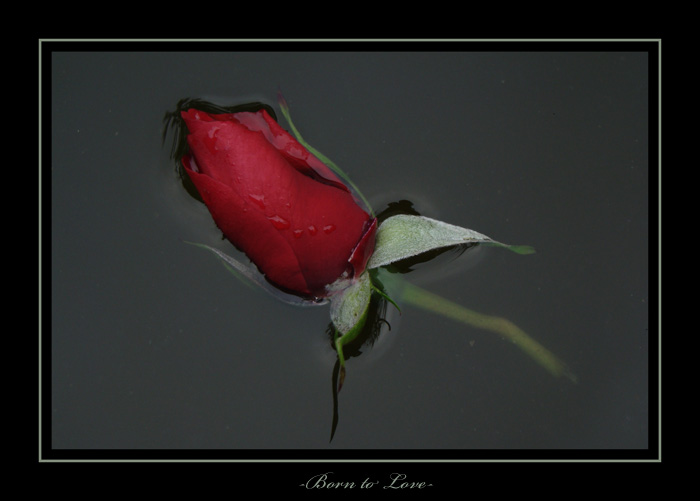Born to Love