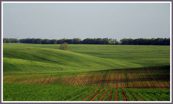 Over the Hedge