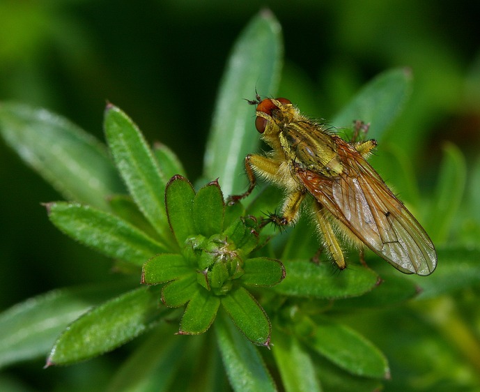 její jméno zní -  Výkalnice hnojní