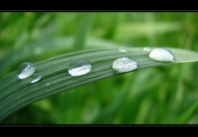 rosa,rosa,rosicka :)