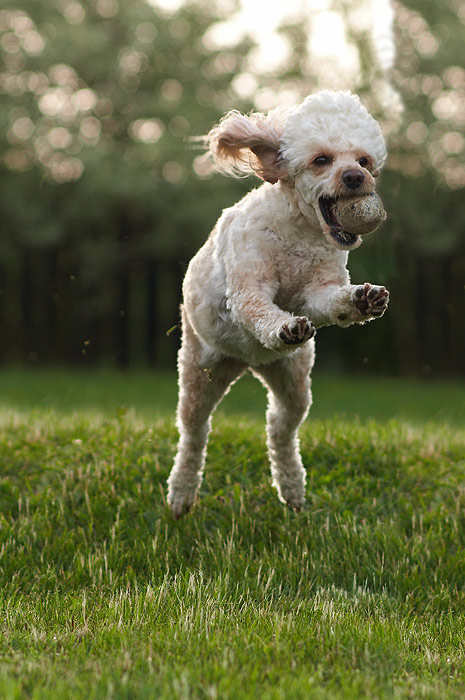 Hop :)