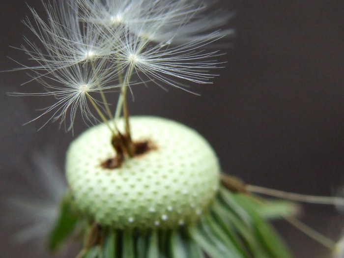 ...poslední chmýří...