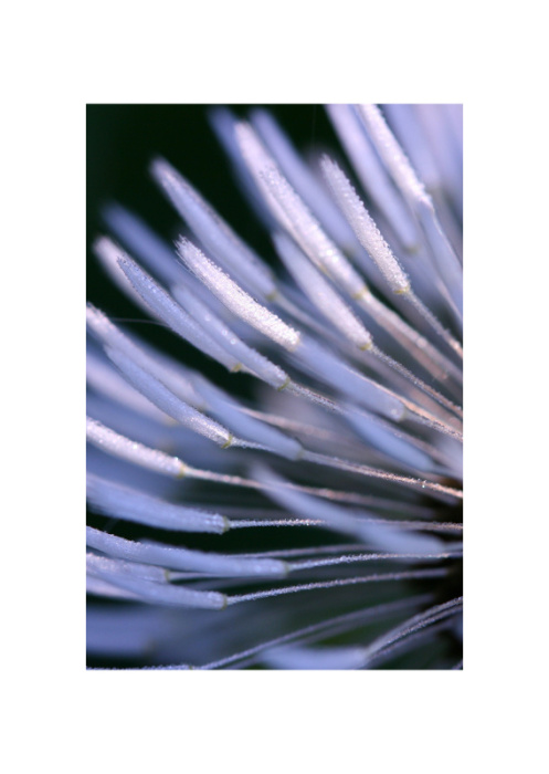 Dawy Dandelion - Part II.