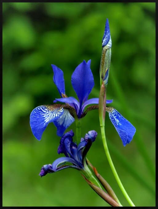 Iris-generace