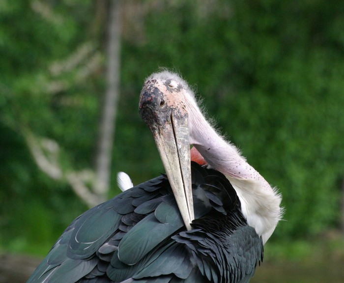 Marabu