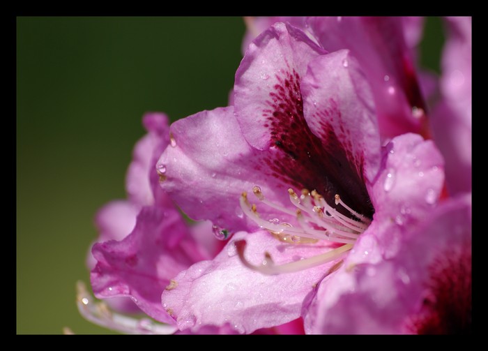 Rododendron