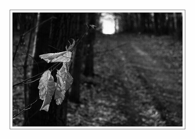 Still Leaves