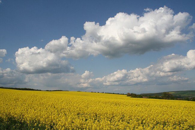 Mraky nad řepkovým polem