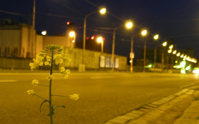 sama v meste popri ceste
