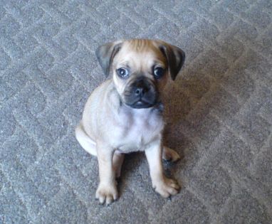 Můj pes Bobík (2 měsíce)