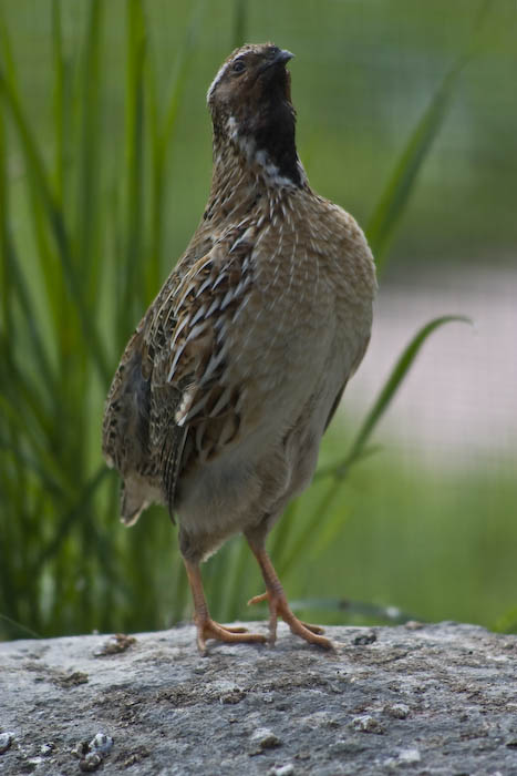 krepelka