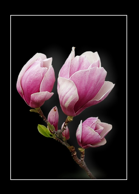 Magnolie III
