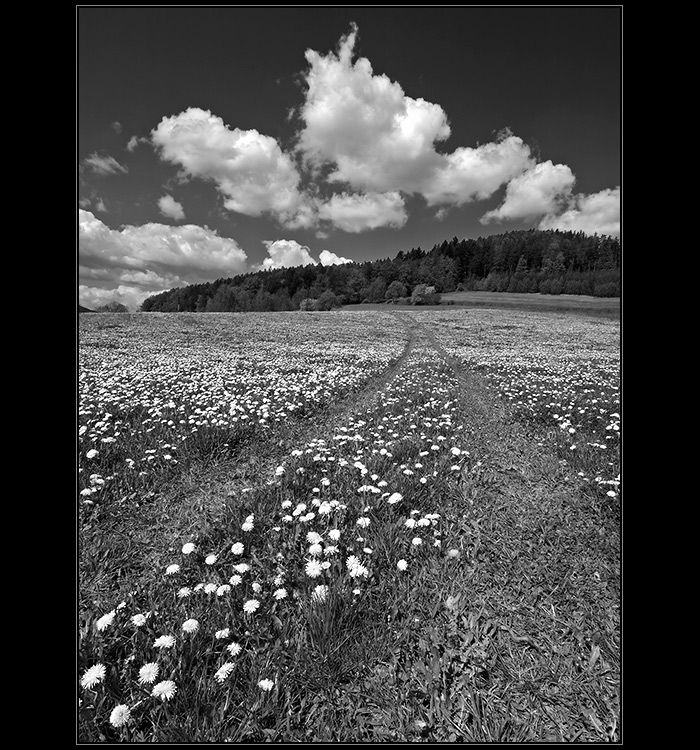Dandelion way
