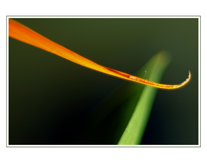 ***Strelicie***