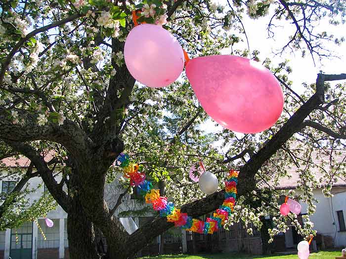 pod rozkvitnutou jadloňou