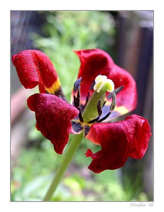 Tulipán