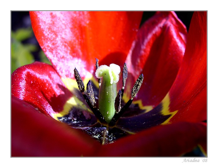 Tulipán