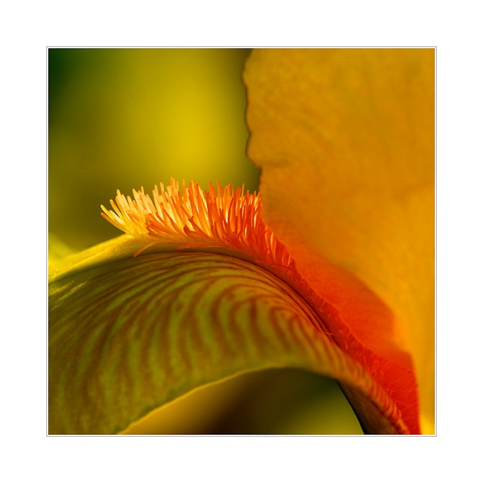 ...skrytá vášeň...