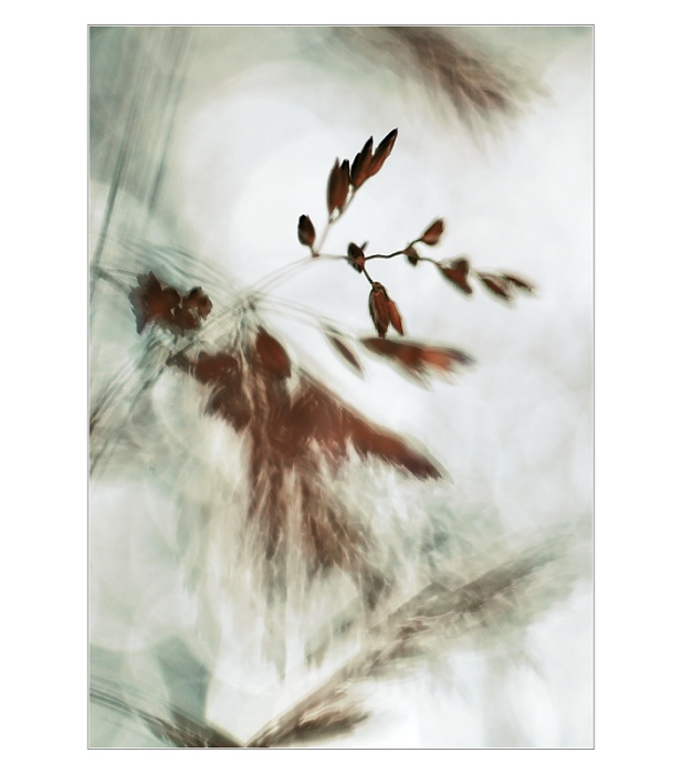 ...trávničkové fantazie...