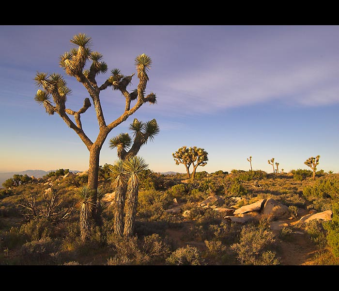 Californie II