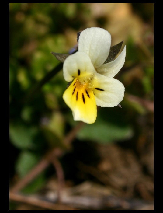 Barevná