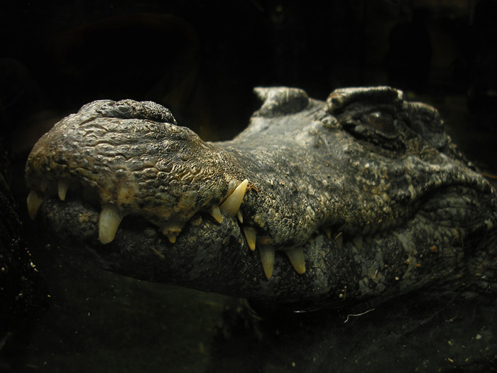 Vyčistíš mi zuby?