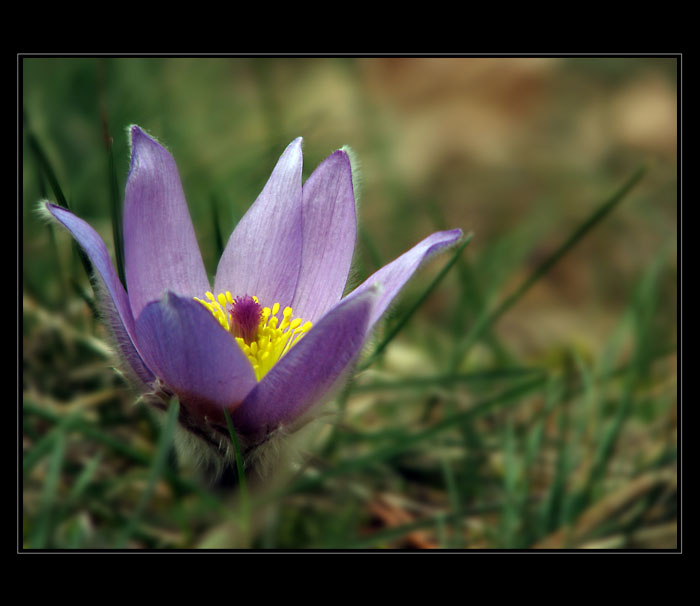 Poslední chlupáč...