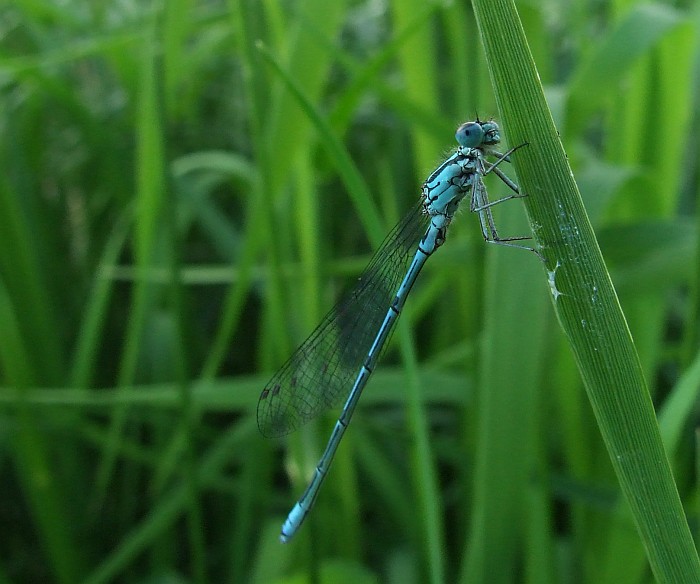 letoun 1. třídy alias Šídlo páskované