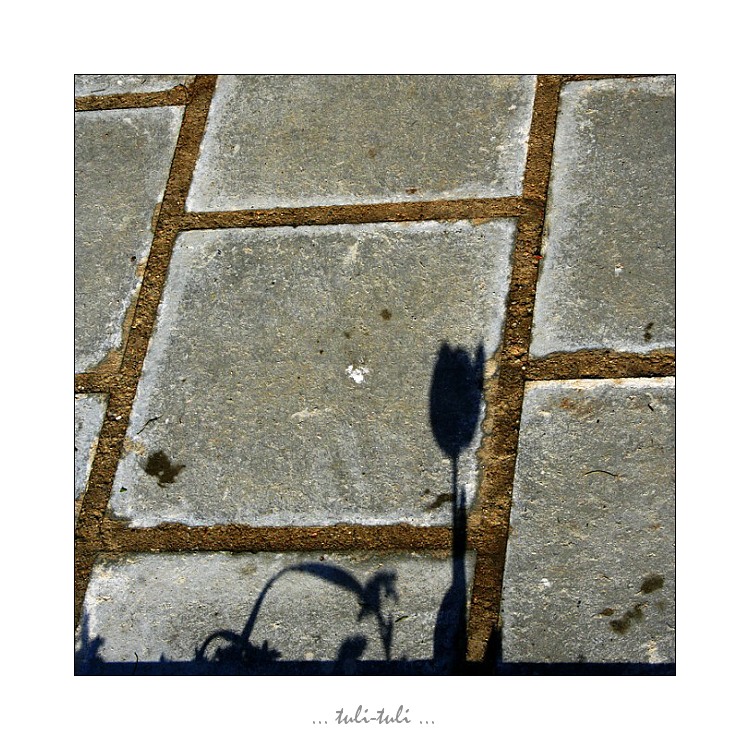 ... kytka masožravá ...