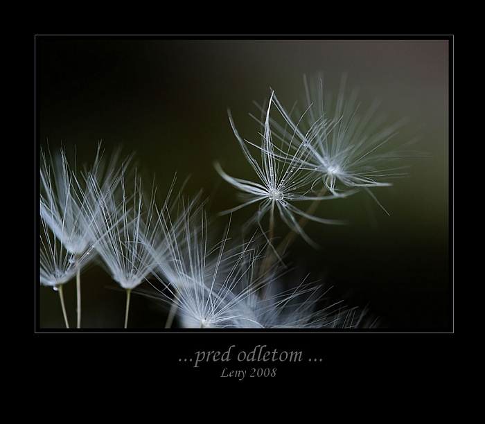 ...pred odletom...