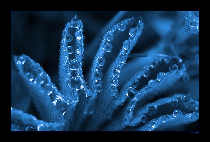...Blue Dew...