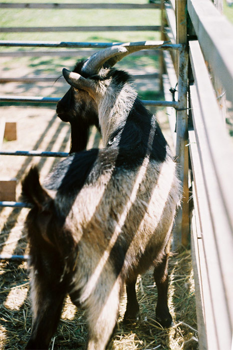 ... zebra? nene....