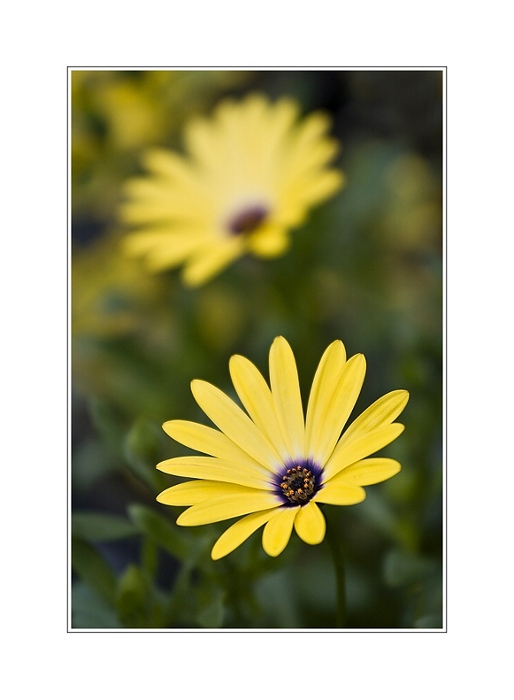 Osteospermum