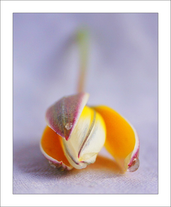 tulipán