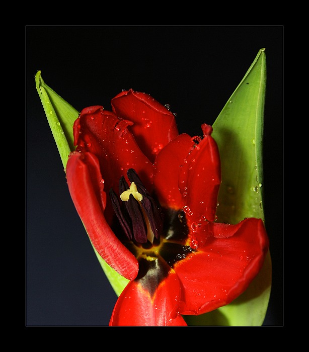 tulipán