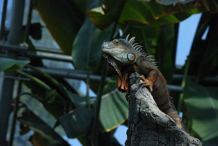 Leguán zelený (Iguana iguana)