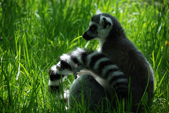 Lemur kata (Lemur catta)
