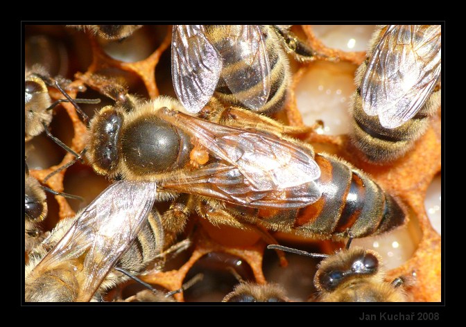 Matka - Varroáza