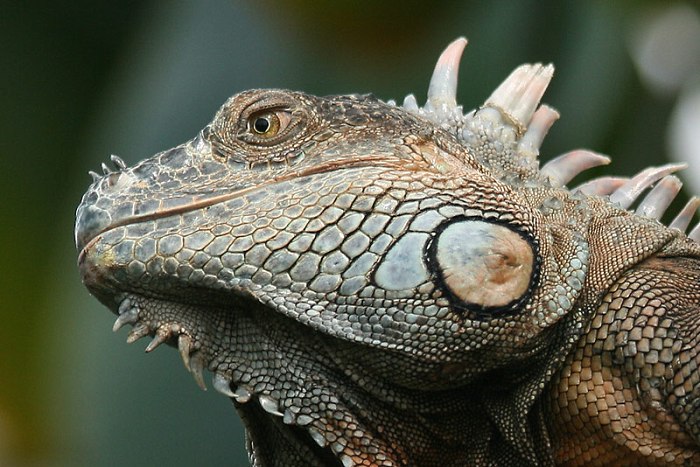 Leguan Zeleny - vol.2 - Portret :-)