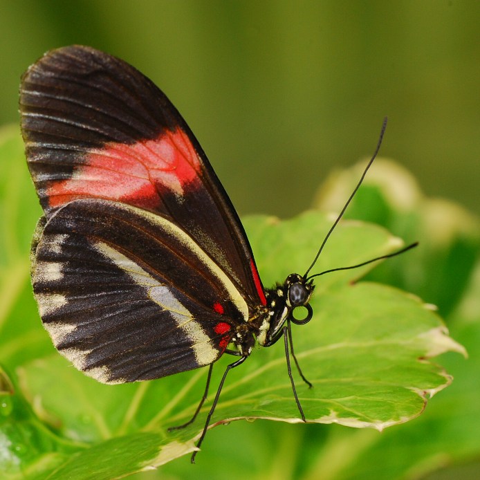 heliconius
