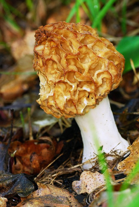 smrž - možná jedlý