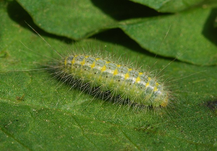 zelenožlutý chlupáč